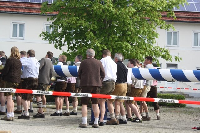 Maibaum 2013